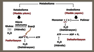 Katabolizma Anabolizma
Fosforilasyon Defosforilasyon
ADP + Pİ ATP
ATP ADP + Pİ
Monomer + ( n ) Polimer
(Madde yapımı)(Madde yıkımı)
Glukoz
Hücre
solunumu
(Hidroliz)
Enerji
H2O
(Dehidrasyon)
H2O
Metabolizma
H2O
(Dehidrasyon)
H2O
(Hidroliz)
 