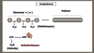 H2O (Dehidrasyon)
Monomer + ( n )
Defosforilasyon
ATP
H2O
(Hidroliz)
Polimer
ADP + Pİ
H2O H2O
• Anabolizma
 