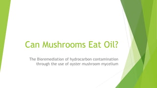 Can Mushrooms Eat Oil?
The Bioremediation of hydrocarbon contamination
through the use of oyster mushroom mycelium
 