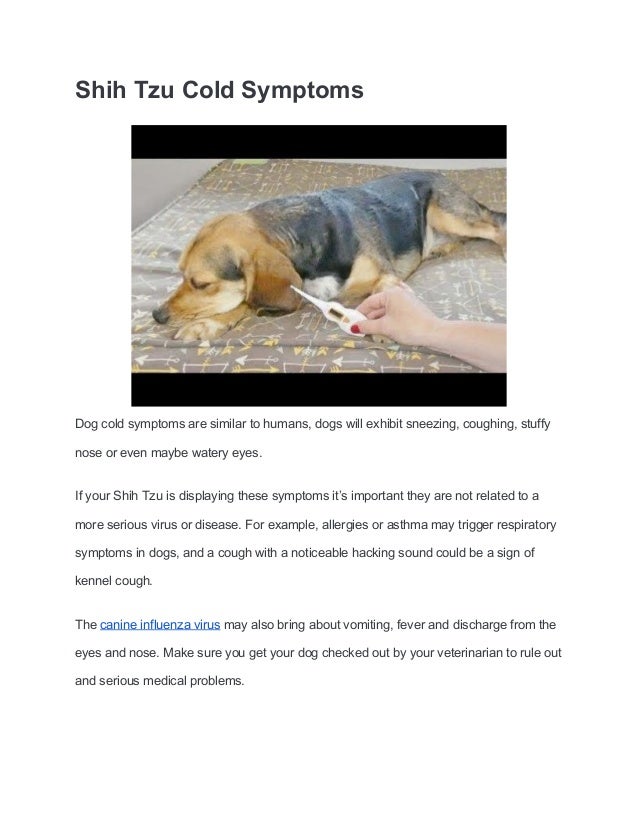 do shih tzu get cold
