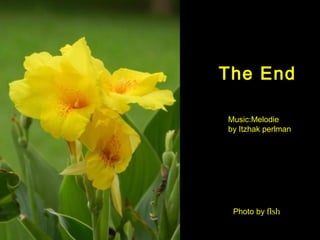 The End

Music:Melodie
by Itzhak perlman




 Photo by flsh
 