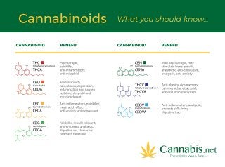 What is a Cannabinoid? THC, CBD, CBG, THCA?