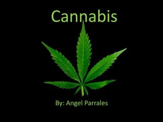 Cannabis By: Angel Parrales 