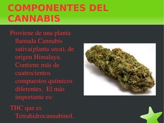 COMPONENTES DEL
CANNABIS
Proviene de una planta 
  llamada Cannabis 
  sativa(planta seca), de 
  origen Himalaya. 
  Contiene más de 
  cuatrocientos 
  compuestos químicos 
  diferentes.  El más 
  importante es:
  THC que es 
 
   Tetrahidrocannabinol.      
 