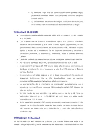      b) familiares. Bajo nivel de comunicación entre padres e hijos,
                         problemas familiares, familia con sólo padre o madre, disciplina
                         familiar estricta.
                        c) ambientales. Influencia de amigos, consumo de marihuana
                         en la familia o en el círculo social, disponibilidad de la droga



MECANISMO DE ACCION
   •   La marihuana puede administrarse por varias vías, la preferida por los usuarios
       es la inhalada.
   •   Con la inhalación de humo la absorción es rápida y la cantidad absorbida
       depende de la manera en que se fume. El humo llega a los pulmones y la alta
       liposolubilidad de sus componentes, en especial del Δ9-THC, favorece su paso
       rápido a través de la membrana de los capilares alveolares y alcanza la
       circulación pulmonar, la sistémica y, finalmente, llega al Sistema Nervioso
       Central
   •   Otras vías y formas de administración: ocular, sublingual, dérmica, oral y rectal
   •   Por vía oral la cantidad de Δ9-THC que se absorbe equivale a un 25-30%
   •   Su componente principal (Δ9-THC) se une poco a las proteínas plasmáticas, se
       distribuye ampliamente en el organismo y sólo 5 a 24% alcanza el Sistema
       Nervioso Central.
   •   Se acumula en el tejido adiposo y en el bazo, reservorios de los cuales se
       desprende       lentamente.     Por    su   alta   liposolubilidad   cruza   las   barreras
       hematoencefálica y placentaria y llega a la leche materna.
   •   Los componentes de la marihuana se metabolizan principalmente en el
       hígado. Se han identificado cerca de 100 metabolitos del Δ9-THC. Algunos de
       ellos son activos.
   •   Su vida media es muy variable y se estima que es de 24 a 72 horas su
       metabolito principal es el 11-OH-Δ9-THC, el cual tiene una vida media
       plasmática de 15 a 18 horas.
   •   Se ha reportado que el Δ9-THC puede ser retenido en el cuerpo hasta 45 días
       después de su administración, y que los metabolitos de una sola dosis de Δ9-
       THC pueden ser detectados en la orina de tres a cinco días después de su
       administración



EFECTOS EN EL ORGANISMO
Se discute que son 460 substancias químicas que pueden interactuar entre sí de
manera sinérgica y/o antagónica. Si bien el Δ9-THC es el componente psicoactivo más
 