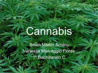 Cannabis Belén Martín Arriero Vanessa Marveggio Flores 1º Bachillerato C 