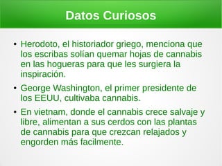 Datos Curiosos

●   Herodoto, el historiador griego, menciona que
    los escribas solían quemar hojas de cannabis
    en las hogueras para que les surgiera la
    inspiración.
●   George Washington, el primer presidente de
    los EEUU, cultivaba cannabis.
●   En vietnam, donde el cannabis crece salvaje y
    libre, alimentan a sus cerdos con las plantas
    de cannabis para que crezcan relajados y
    engorden más facilmente.
 