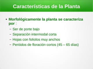 Características de la Planta

●   Morfológicamente la planta se caracteríza
    por :
    –   Ser de porte bajo
    –   Separación intermodal corta
    –   Hojas con foliolos muy anchos
    –   Periódos de floración cortos (45 – 65 días)
 