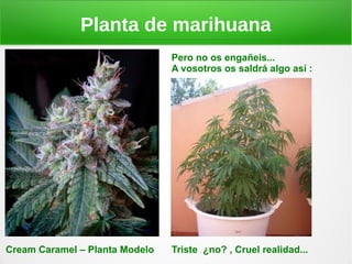 Planta de marihuana
                                Pero no os engañeis...
                                A vosotros os saldrá algo así :




Cream Caramel – Planta Modelo   Triste ¿no? , Cruel realidad...
 