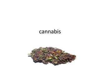cannabis
 