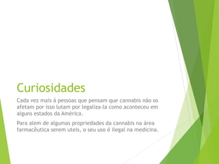Curiosidades
Cada vez mais á pessoas que pensam que cannabis não os
afetam por isso lutam por legaliza-la como aconteceu em
alguns estados da América.
Para alem de algumas propriedades da cannabis na área
farmacêutica serem uteis, o seu uso é ilegal na medicina.
 