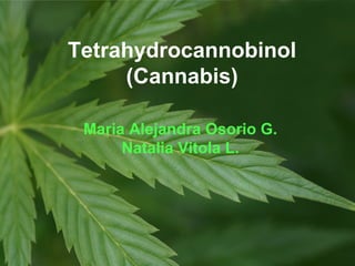 Maria Alejandra Osorio G.
Natalia Vitola L.
Tetrahydrocannobinol
(Cannabis)
 