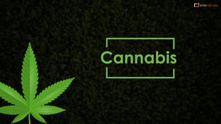 Cannabis
 