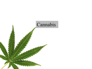 3 Varieties of Cannabis
Cannabis
 