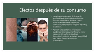 Efectos después de su consumo
• La cannabis provoca un síndrome de
abstinencia caracterizado por síntomas
físicos como mareos, dolor de cabeza,
dolor de extremidades, temblores,
sudoración, temperatura corporal elevada y
escalofríos.
• Asimismo, los síntomas psicológicos
pueden ser intensos y manifestarse como
trastorno del sueño, irritabilidad,
depresión, inquietud, ansiedad, agresividad
y un fuerte deseo de consumir
nuevamente.
 
