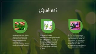 ¿Qué es?
La cannabis es una planta
que contiene sustancias
llamadas cannabinoides
con propiedades que
modifican el
comportamiento y alteran
la percepción del entorno
Los principales
cannabinoides presentes
en esta planta son el 9-
tetrahidrocannabinol
(THC), el cannabidiol
(CBD) y el cannabinol
(CBN).
El THC es el compuesto
responsable de los efectos
psicoactivos; el CBD es un
compuesto no psicoactivo
con algunas propiedades
terapéuticas; suele
emplearse como analgésico
bajo supervisión médica.
 