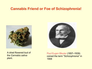 Cannabis Friend or Foe of Schizophrenia! A dried flowered bud of the  Cannabis sativa  plant.  Paul  Eugen   Bleuler  (1857–1939) coined the term &quot;Schizophrenia&quot; in 1908  