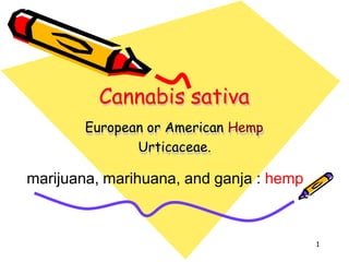 Cannabis sativa
European or American Hemp
Urticaceae.
marijuana, marihuana, and ganja : hemp
1
 