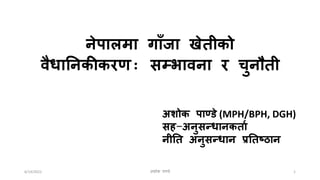 6/14/2022 1
नेपालमा गााँजा खेतीको
वैधाननकीकरण: सम्भावना र चुनतती
अशोक पाण्डे (MPH/BPH, DGH)
सह-अनुसन्धानकताा
नीनत अनुसन्धान प्रनतष्ठान
अशोक पाण्डे
 