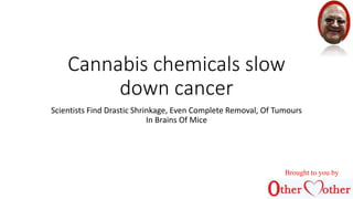 Cannabis chemicals slow
down cancer
Scientists Find Drastic Shrinkage, Even Complete Removal, Of Tumours
In Brains Of Mice
Brought to you by
 