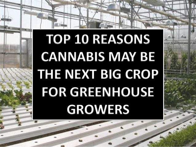 Top 10 Reasons Cannabis May Be The Next Big Crop For Greenhouse Growe 