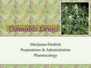 Cannabis Drugs Marijuana/Hashish Preparations & Administration Pharmacology 