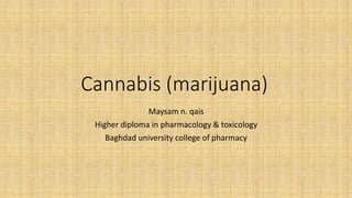 Cannabis (marijuana)
Maysam n. qais
Higher diploma in pharmacology & toxicology
Baghdad university college of pharmacy
 