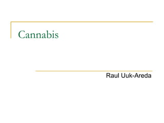 Cannabis Raul Uuk-Areda 