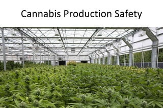 Cannabis Production Safety
 