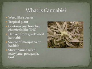 What is Cannabis?Weed like species Tropical plantContains psychoactive chemicals like THCDerived from greek word kannabisSource of marijuana or hashishStreet named weed, maryjane, pot, ganja, bud