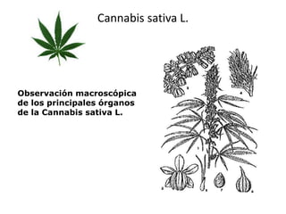 Cannabis sativa L. 
Observación macroscópica 
de los principales órganos 
de la Cannabis sativa L. 
 
