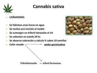 Cannabis sativa 
 CAÑAMONES 
 Se hidratan unas horas en agua 
 Se realiza una incisión al medio 
 Se sumergen en trifenil tetrazolio al 1% 
 Se calientan en estufa 24 hs 
 Se observa coloración y calcula % sobre 10 semillas 
 Color rosado poder germinativo 
Trifeniltetrazolio trifenil formazano 
 