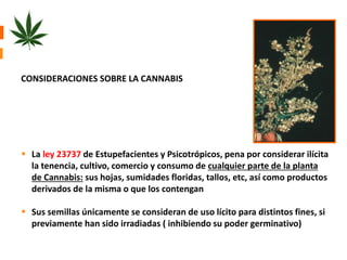 CONSIDERACIONES SOBRE LA CANNABIS 
 La ley 23737 de Estupefacientes y Psicotrópicos, pena por considerar ilícita 
la tenencia, cultivo, comercio y consumo de cualquier parte de la planta 
de Cannabis: sus hojas, sumidades floridas, tallos, etc, así como productos 
derivados de la misma o que los contengan 
 Sus semillas únicamente se consideran de uso lícito para distintos fines, si 
previamente han sido irradiadas ( inhibiendo su poder germinativo) 
 