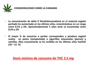 CONSIDERACIONES SOBRE LA CANNABIS 
 La concentración de delta 9 Tetrahidrocanabinol en el material vegetal 
peritado ha aumentado en los últimos años, encontrándose en un rango 
entre 0.5% y 6%. Aproximadamente 5 años atrás se encontraba entre 
0.5% y 3% 
 El mayor % de muestras a peritar corresponden a picadura vegetal 
suelta, en panes (compactada) o cigarrillos artesanales (porros) y 
semillas. Muy escasamente se ha recibido en los últimos años hashish 
(10 – 12 %) 
Dosis mínima de consumo de THC 3.5 mg 
