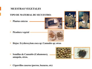 MUESTRAS VEGETALES 
TIPO DE MATERIAL DE SECUESTRO: 
 Plantas enteras 
 Picadura vegetal 
 Hojas: Erythroxylom coca sp; Cannabis sp; otras 
 Semillas de Cannabis (Cañamones), 
amapola, otras. 
 Cigarrillos caseros (porros, bazucos, etc) 
 