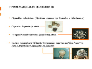 TIPO DE MATERIAL DE SECUESTRO: (2) 
 Cigarrillos industriales (Nicotiana tabacum con Cannabis s. -Marihuana-) 
 Cápsulas: Papaver sp; otras 
 Hongos: Psilocybe cubensis (cucumelo), otros 
 Cactus: Lophophora williansii, Trichocereus peruvianus (“San Pedro” en 
Perú y Argentina y “Agüacolla” en Ecuador) 
 