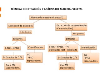 TÉCNICAS DE EXTRACCIÓN Y ANÁLISIS DEL MATERIAL VEGETAL 
Alícuota de muestra triturada(*) 
Extracción de alcaloides Extracción de terpeno fenoles 
½ Ác, alc, otras 
(Cannabinoides) 
Extractos Extractos 
1-TLC – HPTLC Cuantificación: 
2- Estudios de C / I 
GC / MS 
Espectrodens. 
GC 
HPLC 
Espectrodens. 
Éter (petróleo) 
1-TLC – HPTLC (**) 
(Revelado: Fast – Blue salt) 
Cuantificación 
GC 
HPTLC 
Espectrodens. 
2- Estudios de C / I 
GC / MS 
Espectrodens 
 