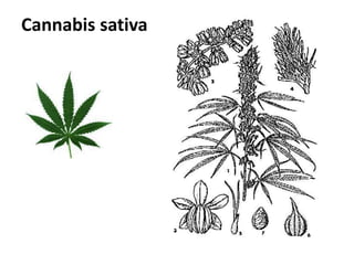 Cannabis sativa 
 