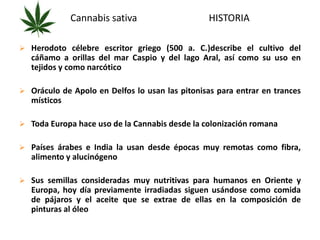Cannabis sativa HISTORIA 
 Herodoto célebre escritor griego (500 a. C.)describe el cultivo del 
cáñamo a orillas del mar Caspio y del lago Aral, así como su uso en 
tejidos y como narcótico 
 Oráculo de Apolo en Delfos lo usan las pitonisas para entrar en trances 
místicos 
 Toda Europa hace uso de la Cannabis desde la colonización romana 
 Países árabes e India la usan desde épocas muy remotas como fibra, 
alimento y alucinógeno 
 Sus semillas consideradas muy nutritivas para humanos en Oriente y 
Europa, hoy día previamente irradiadas siguen usándose como comida 
de pájaros y el aceite que se extrae de ellas en la composición de 
pinturas al óleo 
 
