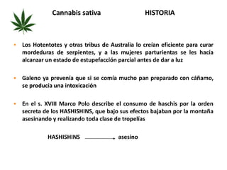 Cannabis sativa HISTORIA 
 Los Hotentotes y otras tribus de Australia lo creían eficiente para curar 
mordeduras de serpientes, y a las mujeres parturientas se les hacía 
alcanzar un estado de estupefacción parcial antes de dar a luz 
 Galeno ya prevenía que si se comía mucho pan preparado con cáñamo, 
se producía una intoxicación 
 En el s. XVIII Marco Polo describe el consumo de haschis por la orden 
secreta de los HASHISHINS, que bajo sus efectos bajaban por la montaña 
asesinando y realizando toda clase de tropelías 
HASHISHINS asesino 
 