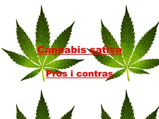 Cannabis sativa 
Pros i contras 
 