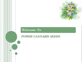 Welcome To
POWER CANNABIS SEEDS
 
