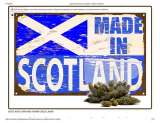 7/14/2021 Cannabis Slavery in Scotland - Who's to Blame?
https://cannabis.net/blog/opinion/cannabis-slavery-in-scotland-whos-to-blame 2/15
SCOTLAND CANNABIS FARMS CHILD LABOR
bi l i l d h '
 Edit Article (https://cannabis.net/mycannabis/c-blog-entry/update/cannabis-slavery-in-scotland-whos-to-blame)
 Article List (https://cannabis.net/mycannabis/c-blog)
 