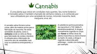 Cannabis
É uma planta que cresce em condições mais quentes. Seu nome botânico
é Cannabis sativa. É também chamado de cânhamo indiano, e é conhecido por
seus utilizadores por uma variedade de nomes, incluindo maconha, beck,
marijuana, erva, etc.
A cannabis sativa fornece outras
coisas, além da matéria-prima para a
fabricação da maconha. Há varias
variedades da planta, como o
cânhamo (onde se retira às fibras
para fabricação de cordas e tecidos).
A utilizada para a fabricação da
maconha vem de variedades mais
ricas na substância entorpecente, o
THC
A substância química psicoativa
da maconha é o THC (delta-9-
tetrahidrocanabinol). A droga é
normalmente ingerida no corpo
por fumar as folhas secas da
planta (maconha) ou resina (haxixe
ou hash). Às vezes, a droga é
ingerida e absorvida pelo
estômago - cozido com bolachas,
por exemplo.
 