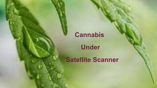 Cannabis
Under
Satellite Scanner
 