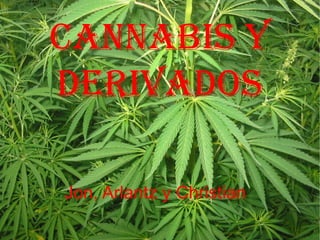 Cannabis y
DerivaDos

Jon, Arlantz y Christian
 