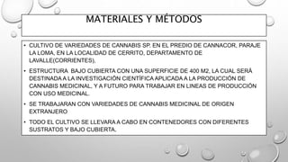 MATERIALES Y MÉTODOS
• CULTIVO DE VARIEDADES DE CANNABIS SP. EN EL PREDIO DE CANNACOR, PARAJE
LA LOMA, EN LA LOCALIDAD DE CERRITO, DEPARTAMENTO DE
LAVALLE(CORRIENTES),
• ESTRUCTURA BAJO CUBIERTA CON UNA SUPERFICIE DE 400 M2, LA CUAL SERÁ
DESTINADA A LA INVESTIGACIÓN CIENTÍFICA APLICADA A LA PRODUCCIÓN DE
CANNABIS MEDICINAL, Y A FUTURO PARA TRABAJAR EN LINEAS DE PRODUCCIÓN
CON USO MEDICINAL.
• SE TRABAJARAN CON VARIEDADES DE CANNABIS MEDICINAL DE ORIGEN
EXTRANJERO
• TODO EL CULTIVO SE LLEVARA A CABO EN CONTENEDORES CON DIFERENTES
SUSTRATOS Y BAJO CUBIERTA.
 
