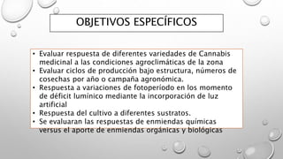 OBJETIVOS ESPECÍFICOS
• Evaluar respuesta de diferentes variedades de Cannabis
medicinal a las condiciones agroclimáticas de la zona
• Evaluar ciclos de producción bajo estructura, números de
cosechas por año o campaña agronómica.
• Respuesta a variaciones de fotoperíodo en los momento
de déficit lumínico mediante la incorporación de luz
artificial
• Respuesta del cultivo a diferentes sustratos.
• Se evaluaran las respuestas de enmiendas químicas
versus el aporte de enmiendas orgánicas y biológicas
 