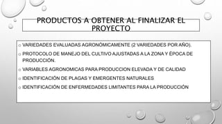 PRODUCTOS A OBTENER AL FINALIZAR EL
PROYECTO
o VARIEDADES EVALUADAS AGRONÓMICAMENTE (2 VARIEDADES POR AÑO).
o PROTOCOLO DE MANEJO DEL CULTIVO AJUSTADAS A LA ZONA Y ÉPOCA DE
PRODUCCIÓN.
o VARIABLES AGRONOMICAS PARA PRODUCCION ELEVADA Y DE CALIDAD
o IDENTIFICACIÓN DE PLAGAS Y EMERGENTES NATURALES
o IDENTIFICACIÓN DE ENFERMEDADES LIMITANTES PARA LA PRODUCCIÓN
 