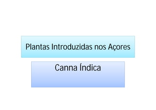 Plantas Introduzidas nos Açores

        Canna Índica
 